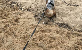 Kelly J.'s photo of camping with pets at Westmoreland State Park Campground near Fredericksburg, VA
