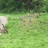 Review photo of Tobyhanna State Park Campground by Stephan  H., August 6, 2018