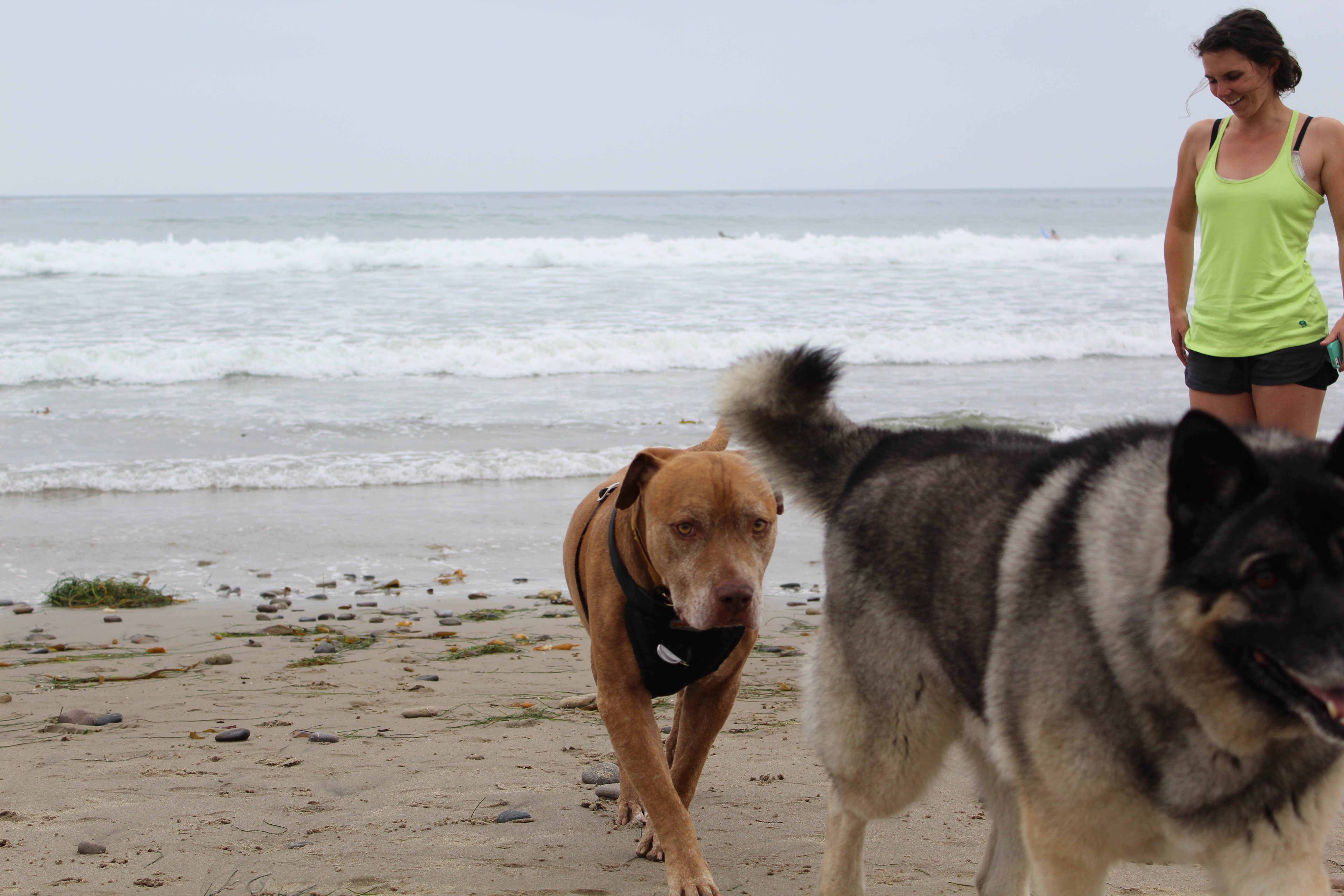 Les R.'s photo of camping with pets at Canyon Campground — Leo Carrillo State Park Campground near Santa Monica, CA