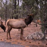 Review photo of Mather Campground — Grand Canyon National Park by emmy , August 6, 2018