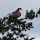 Review photo of Coon Fork Campground by Paige J., August 6, 2018