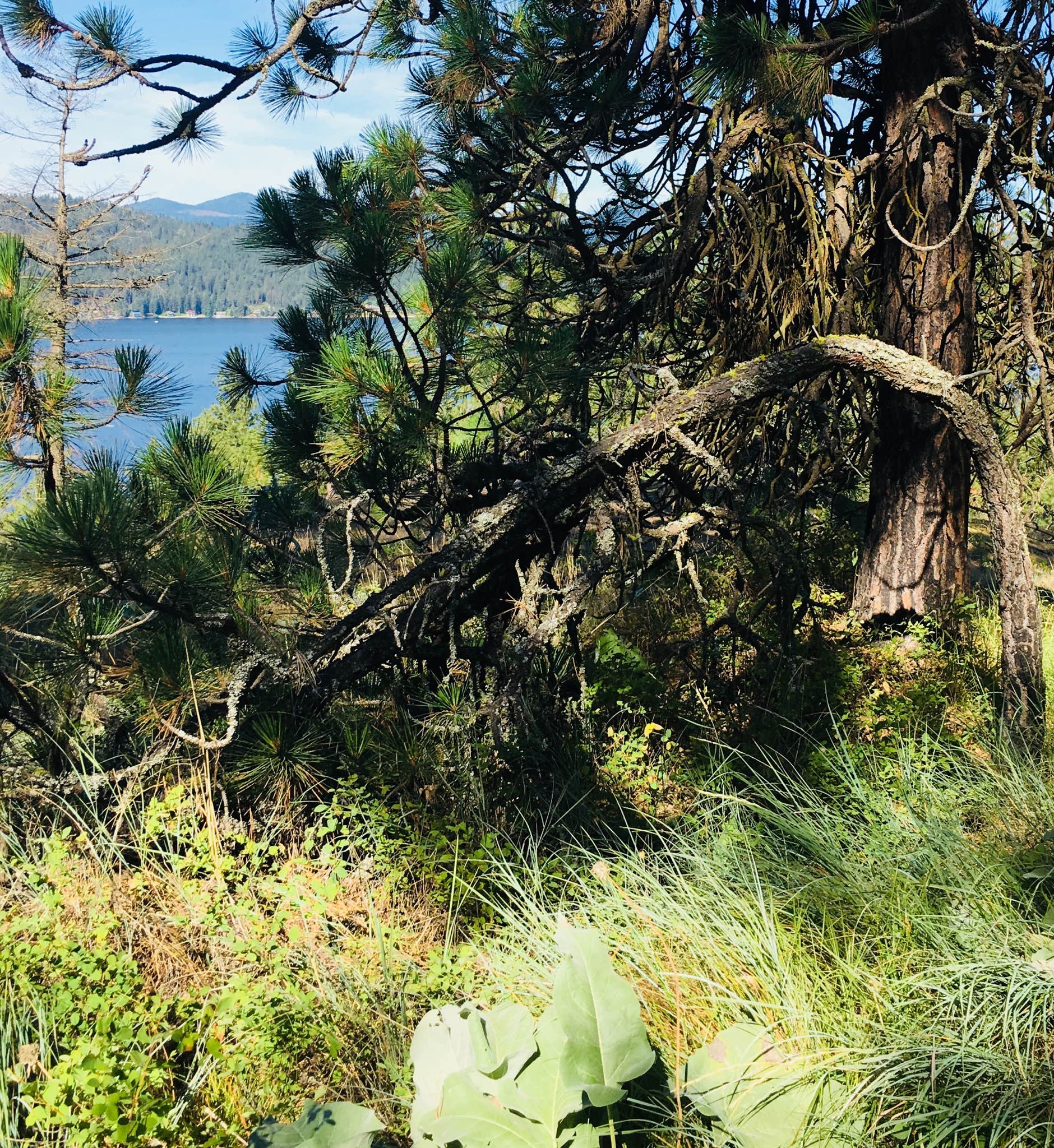 Camping near Magee Rangers Cabin: Coeur d'Alene River Area, Cataldo, Idaho