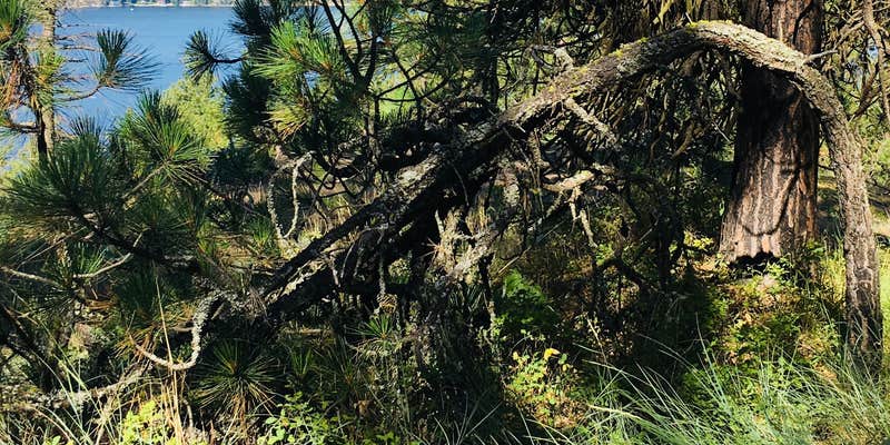 Camper submitted image from Coeur d'Alene River Area