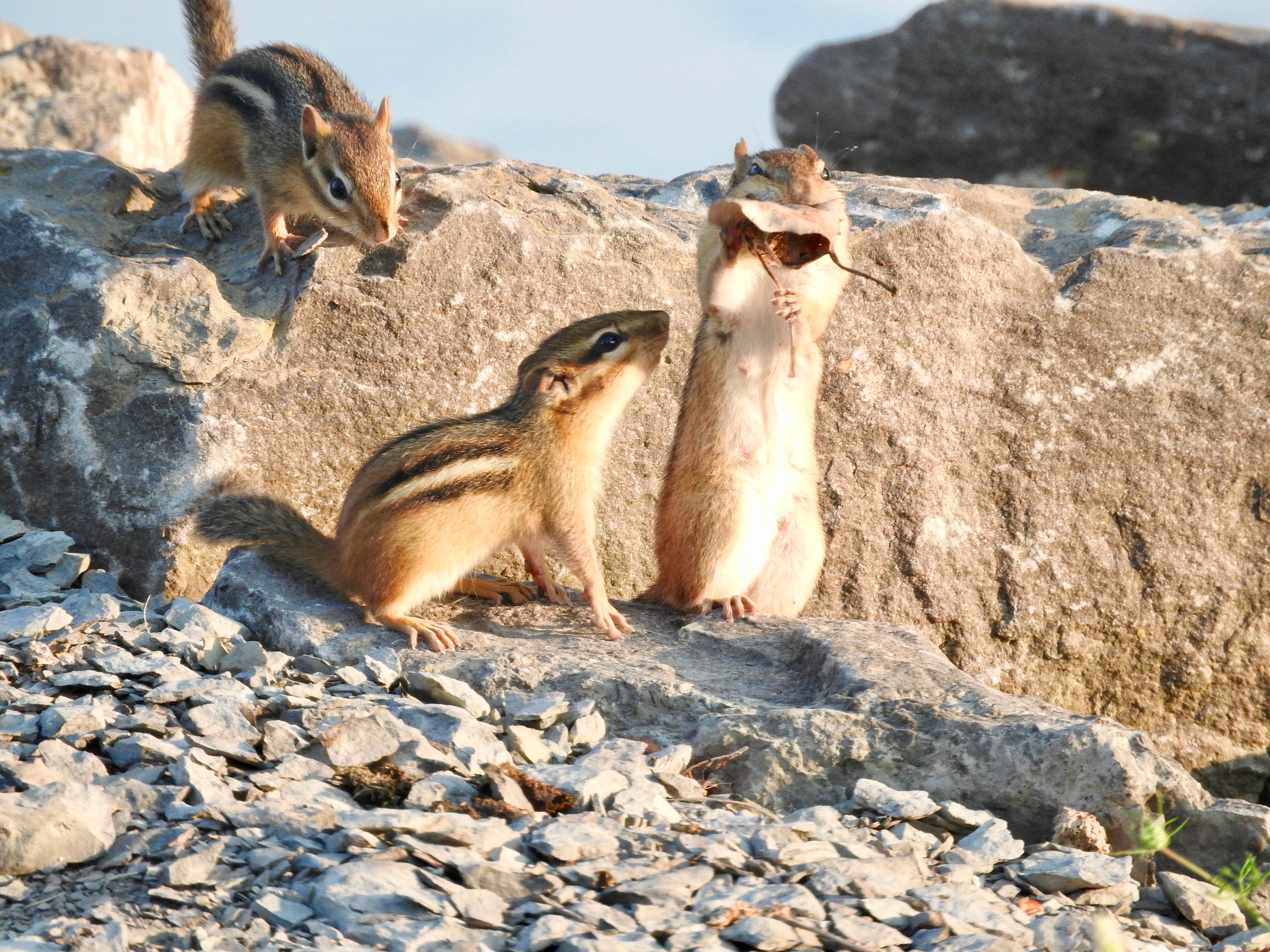 Camper-submitted photo at Sun Outdoors Association Island near Copenhagen, NY