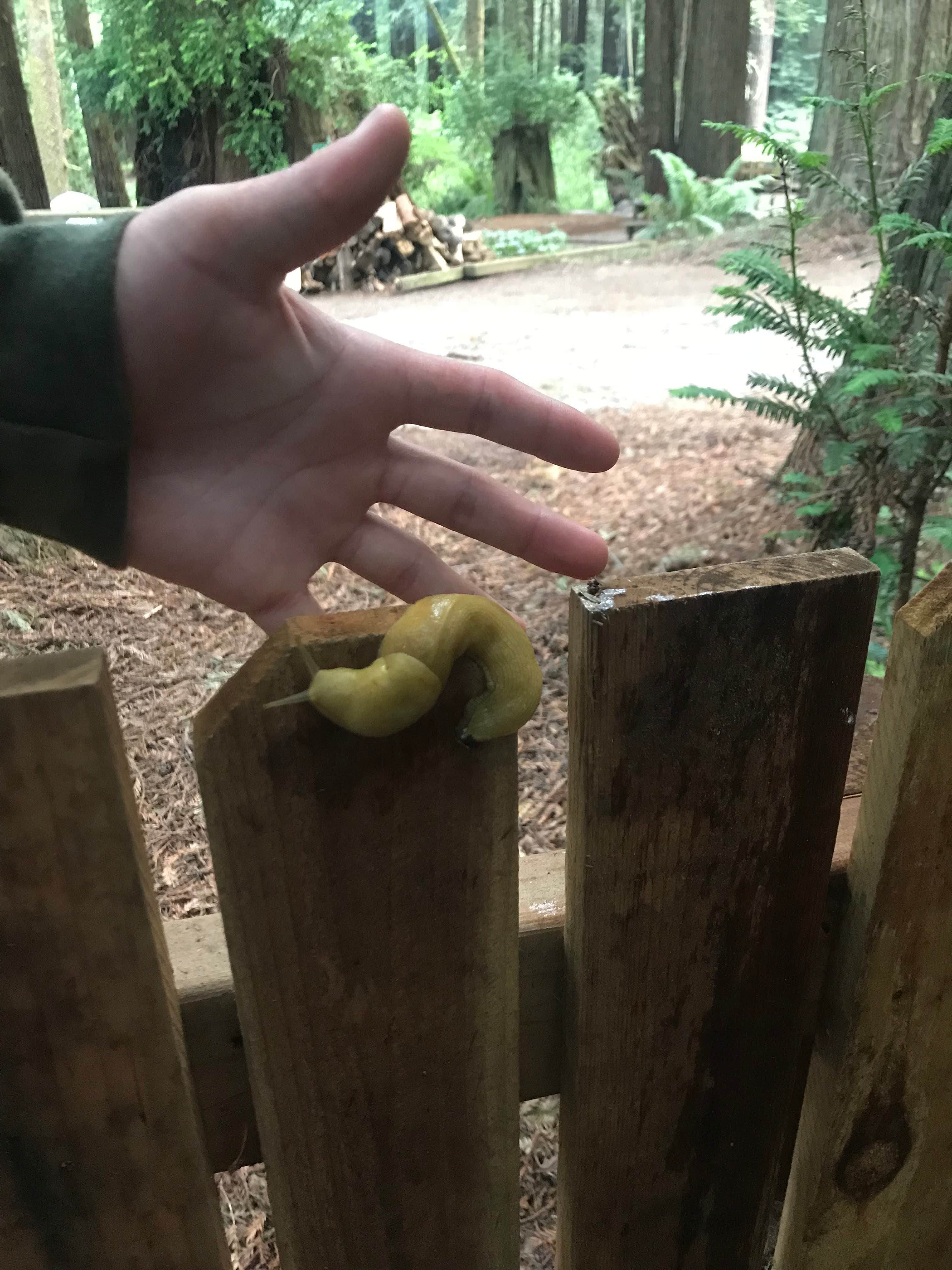 Camper-submitted photo at Emerald Forest Cabins & RV near Blue Lake, CA