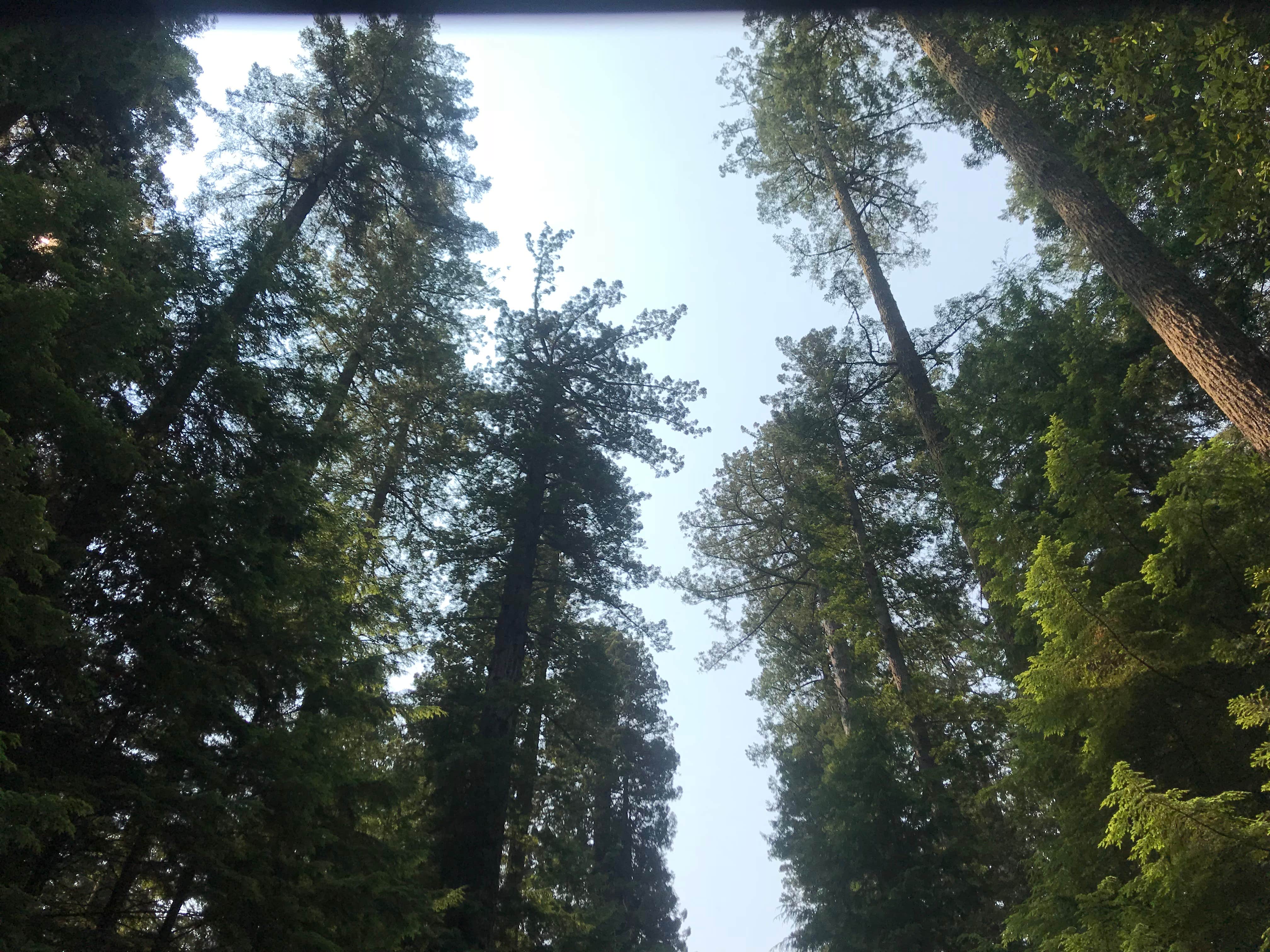 Camper-submitted photo at Emerald Forest Cabins & RV near Blue Lake, CA