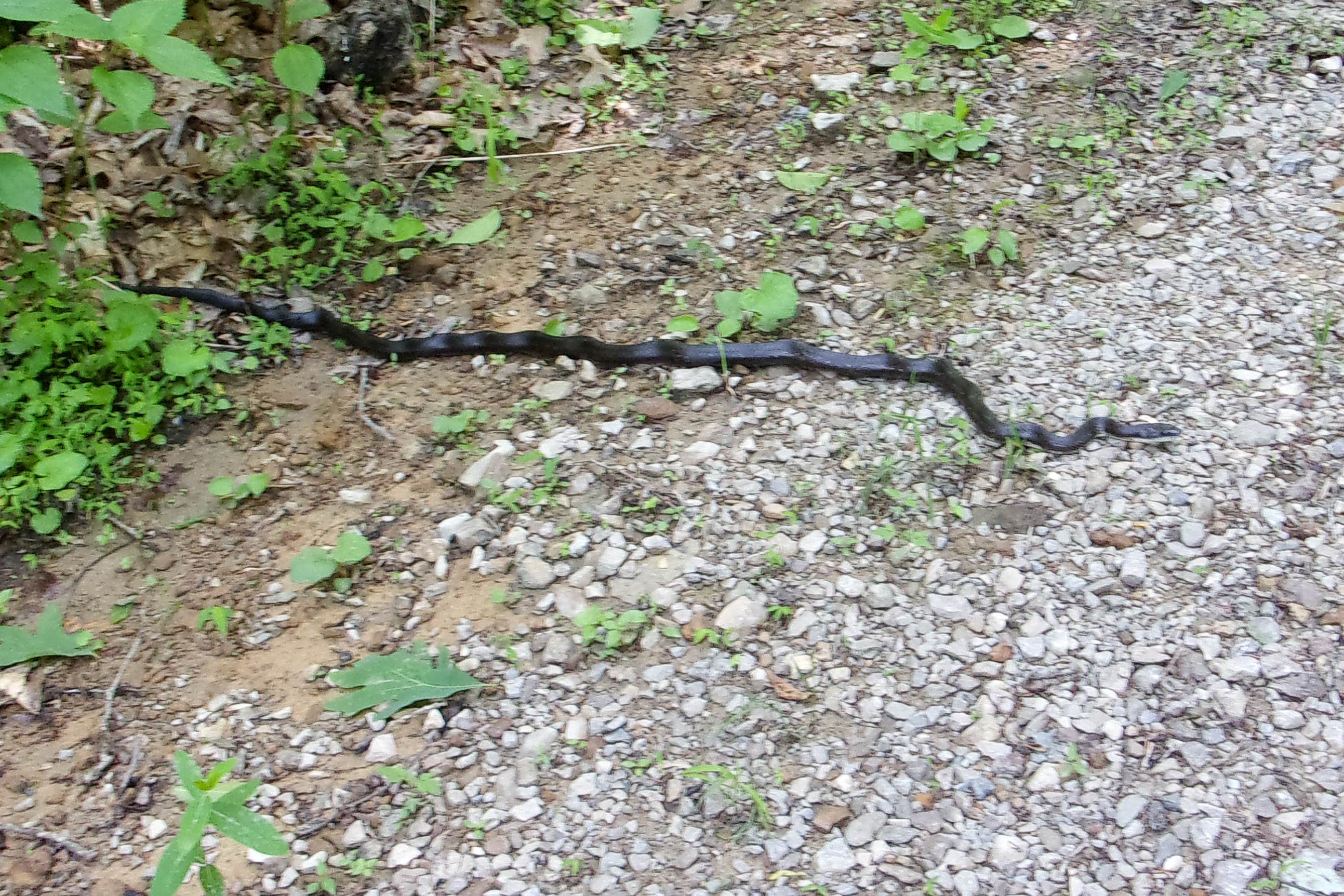 Camper-submitted photo at Zaleski State Forest near Geneva, OH