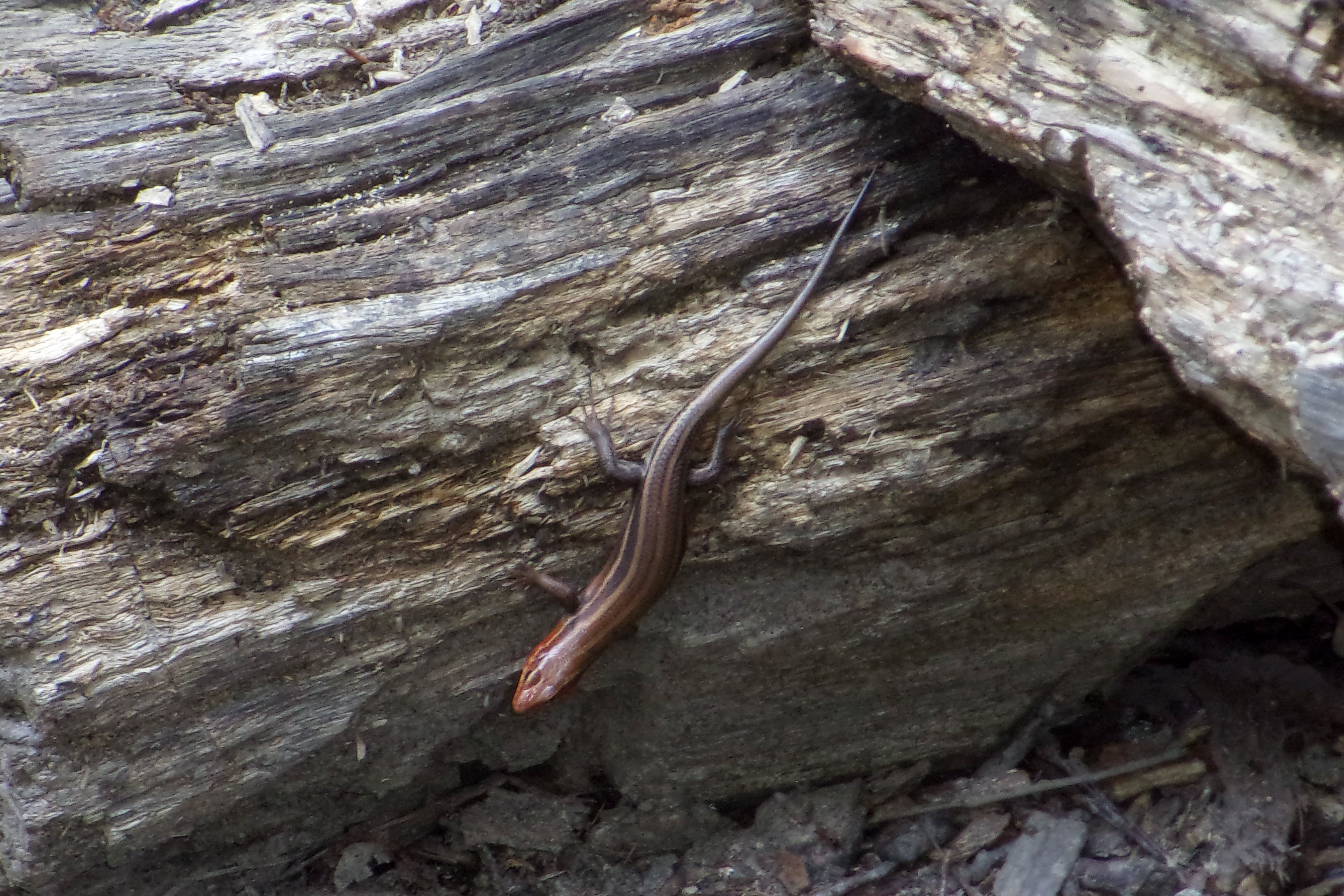 Salamander in Camp #2