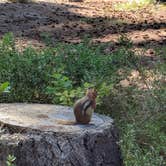 Review photo of Lake Wenatchee State Park Campground by Marilyn K., August 7, 2018