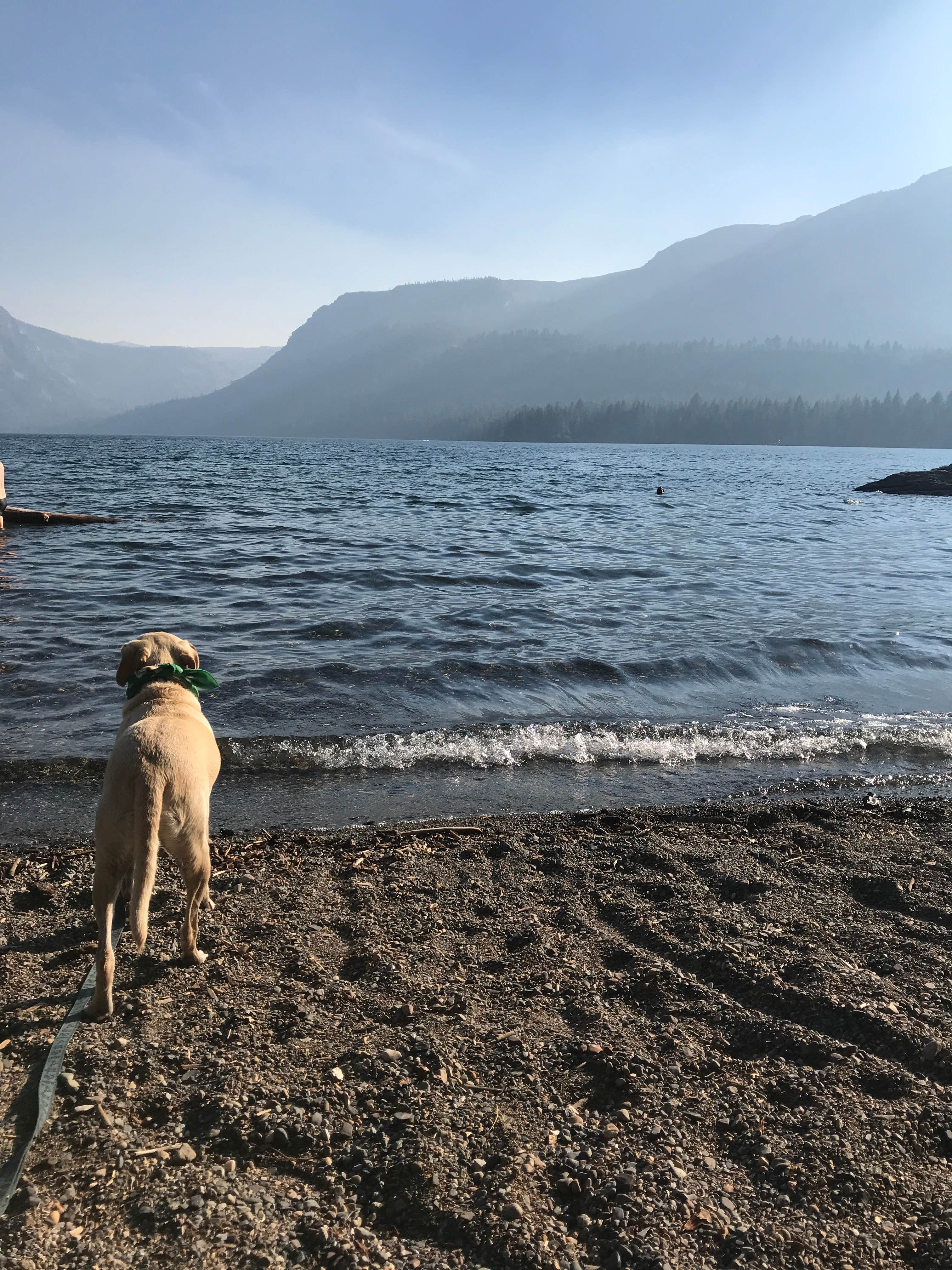 Shayna M.'s photo of camping with pets at Fallen Leaf Campground - South Lake Tahoe near Eldorado National Forest