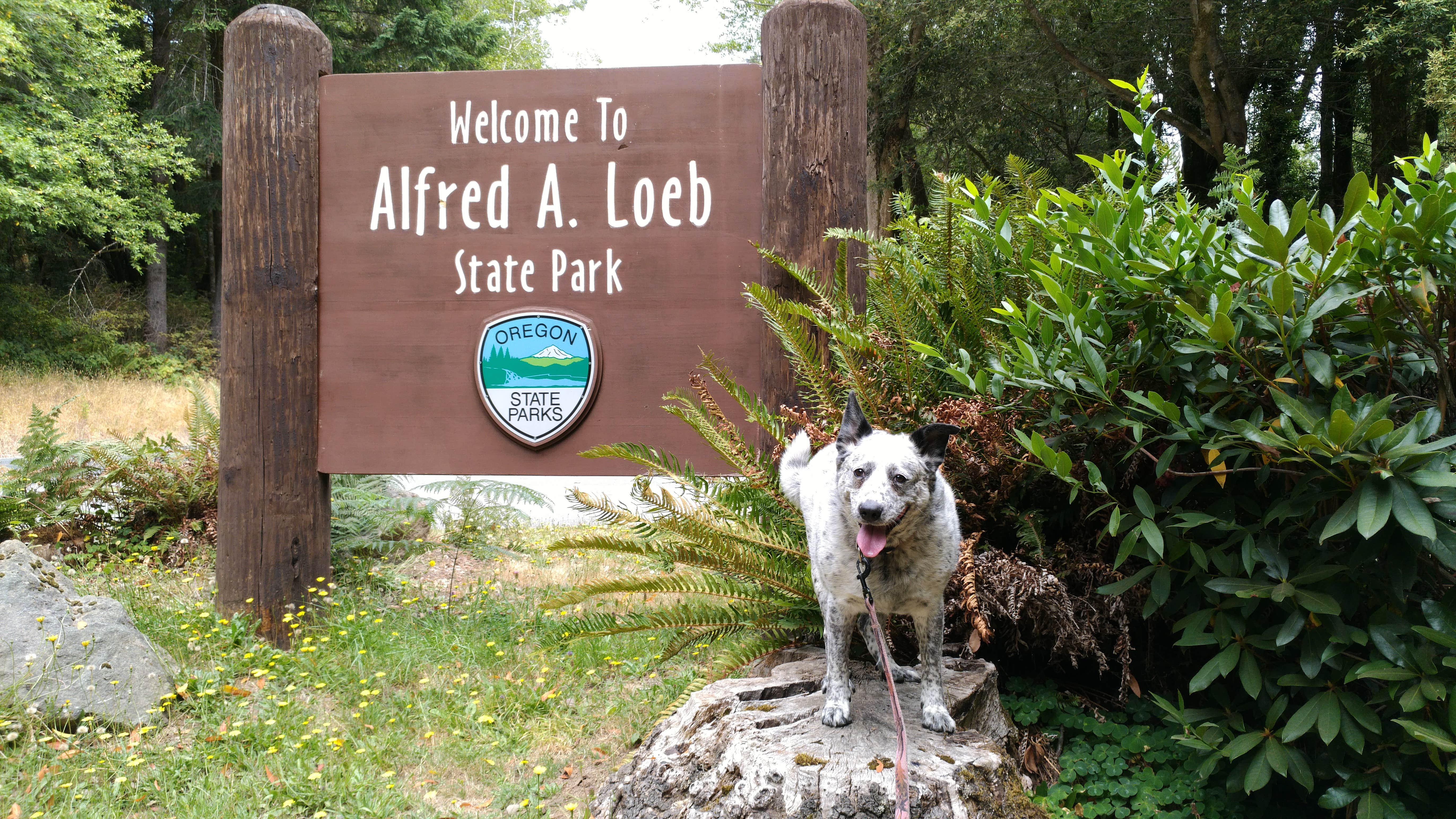 Camper-submitted photo at Alfred A. Loeb State Park Campground near Smith River, CA
