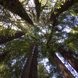 Redwoods above our site