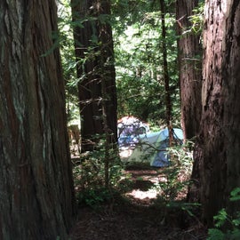 Nestled in the Redwoods