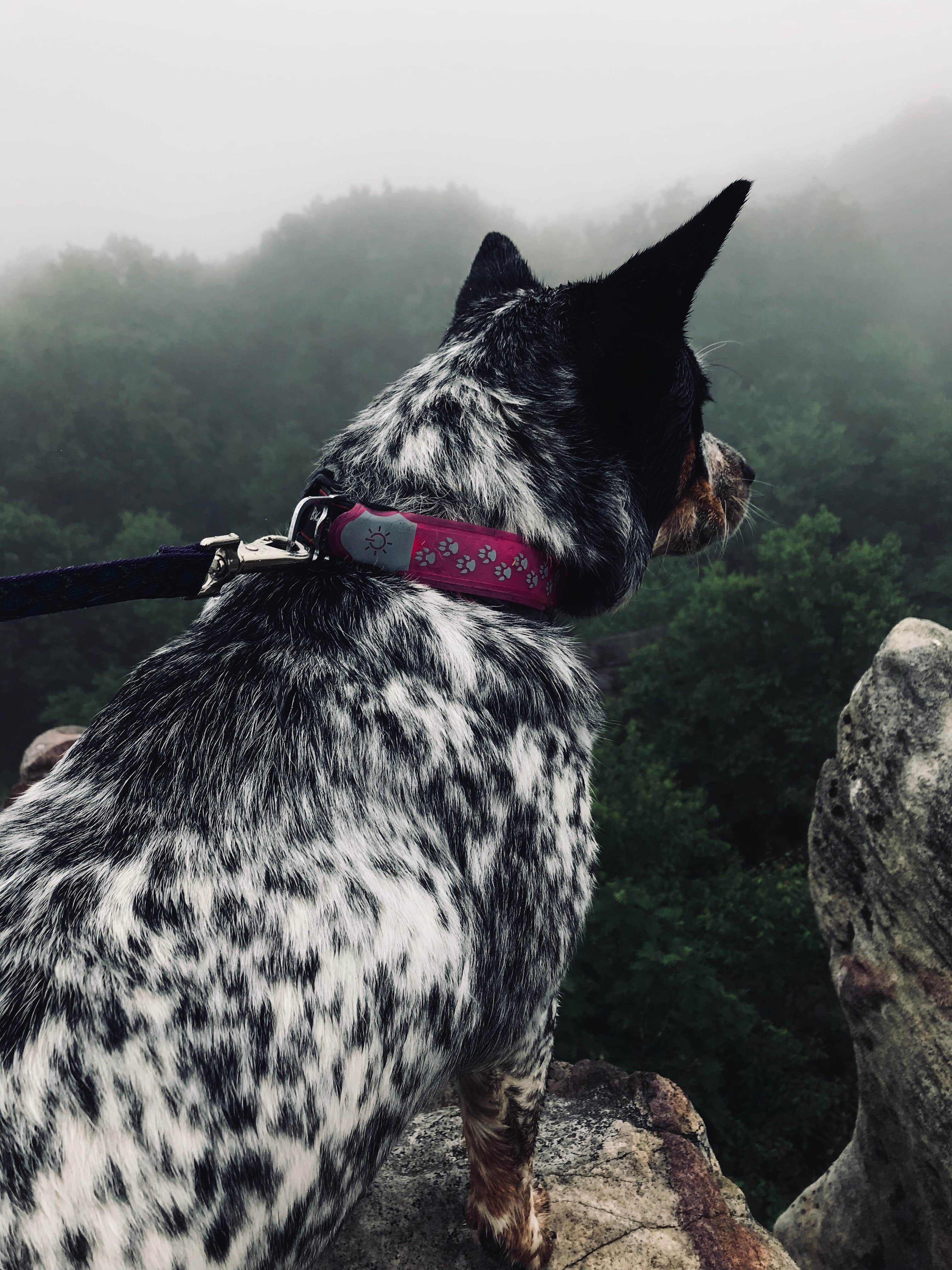 Camper-submitted photo at Savage River State Forest near Cumberland, MD