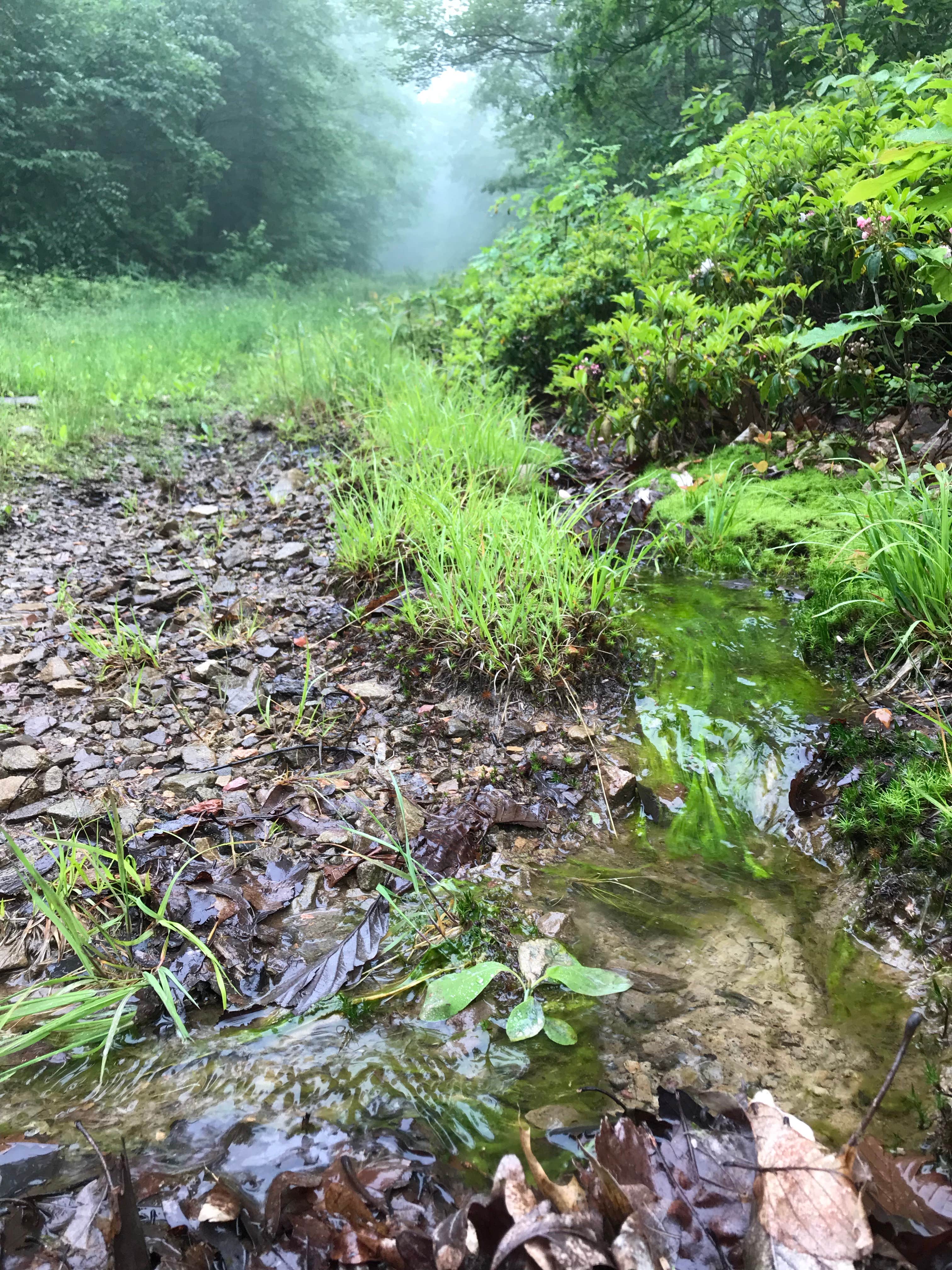 Water