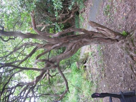 Camper-submitted photo at Mount Pisgah Campground near Canton, NC