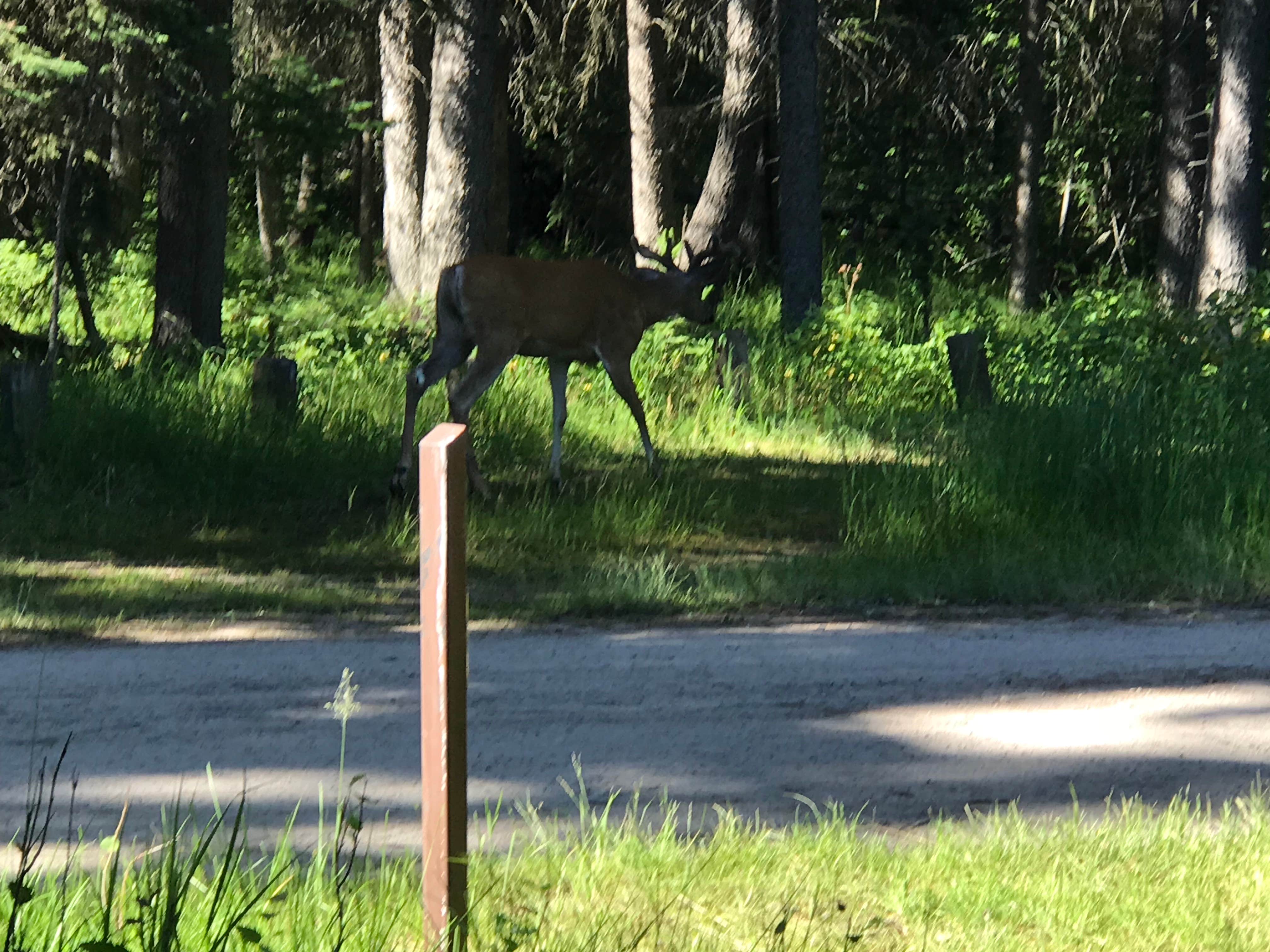 Matthew J.'s photo of camping with a horse at Bowman Lake Campground — Glacier National Park near Martin City, MT