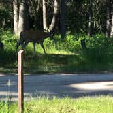 Review photo of Bowman Lake Campground — Glacier National Park by Matthew J., August 7, 2018