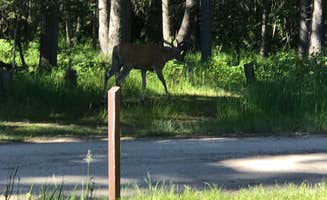 Matthew J.'s photo of camping with a horse at Bowman Lake Campground — Glacier National Park near Coram, MT
