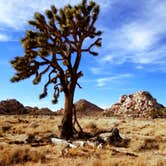 Review photo of Jumbo Rocks Campground — Joshua Tree National Park by Roxy V., August 7, 2018