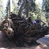Review photo of Cold Springs Campground — Sequoia National Park by Alexis P., August 7, 2018