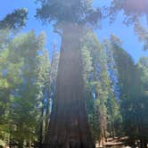 Review photo of Cold Springs Campground — Sequoia National Park by Alexis P., August 7, 2018