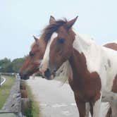 Review photo of Assateague State Park Campground by Roxy V., August 7, 2018