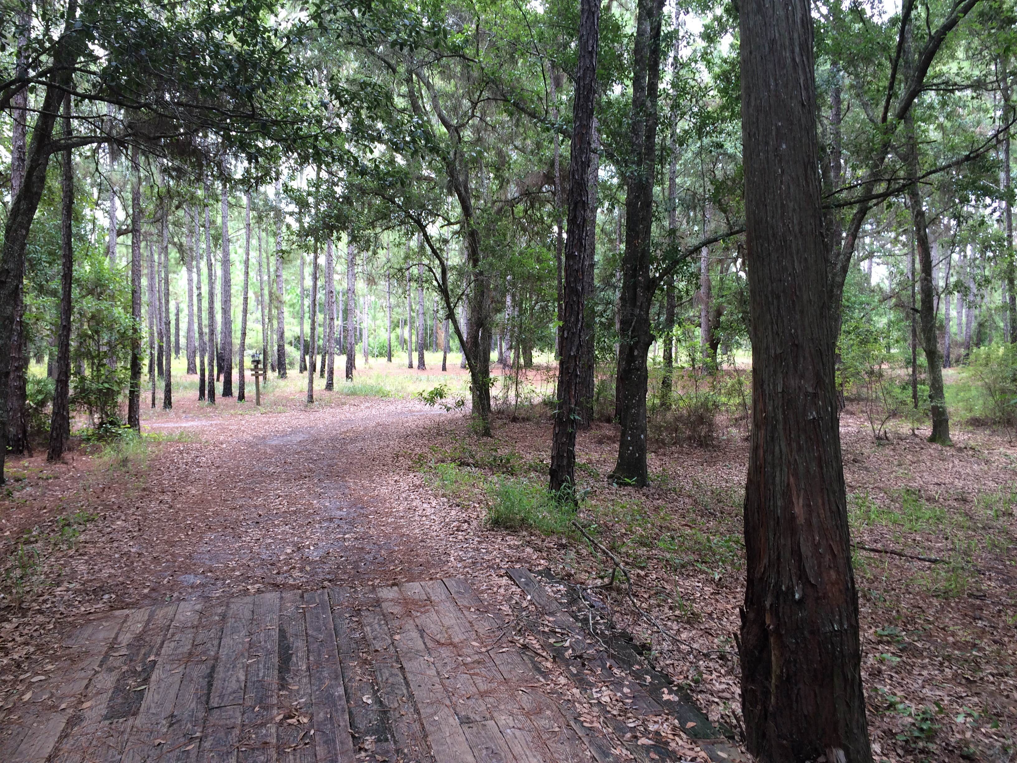 Camper submitted image from Lake Louisa State Park Campground - 4