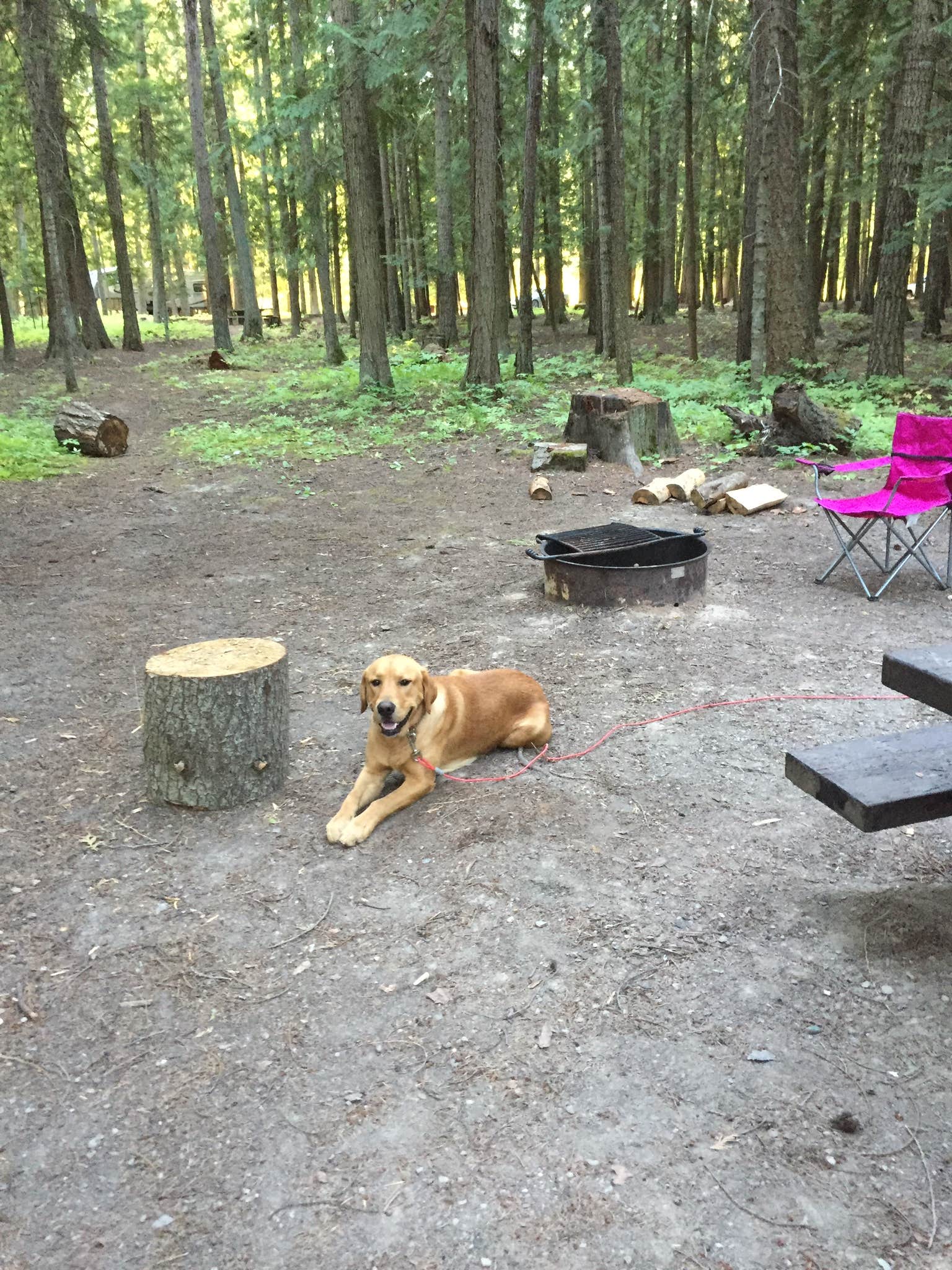Bonnie E.'s photo of camping with pets at Kootenai National Forest Yaak River Campground near Bonners Ferry, ID