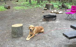 Bonnie E.'s photo of camping with pets at Kootenai National Forest Yaak River Campground near Moyie Springs, ID
