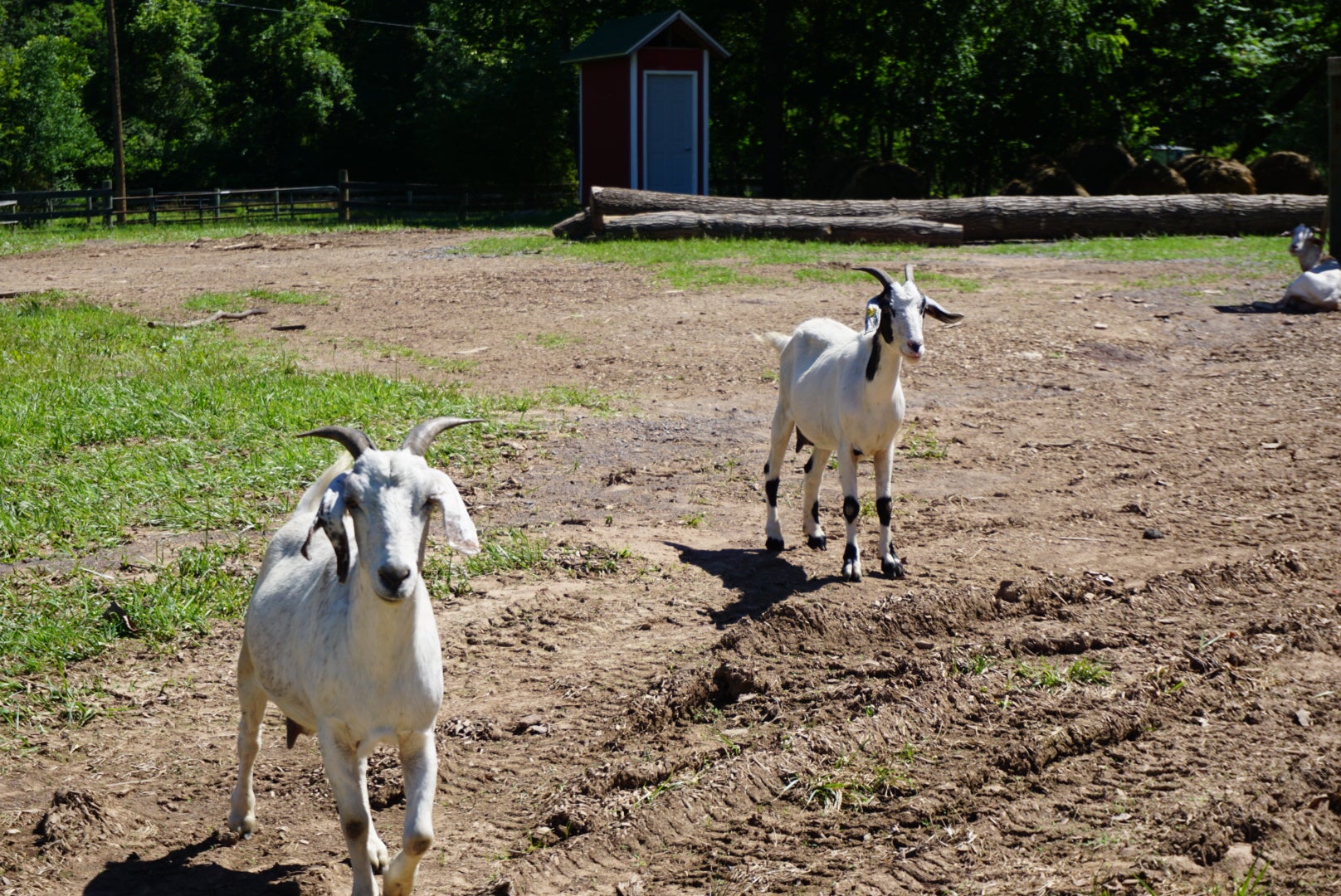Goats are often seen walking around the camp grounds. They seemed pretty friendly. The baby ones are really cute!