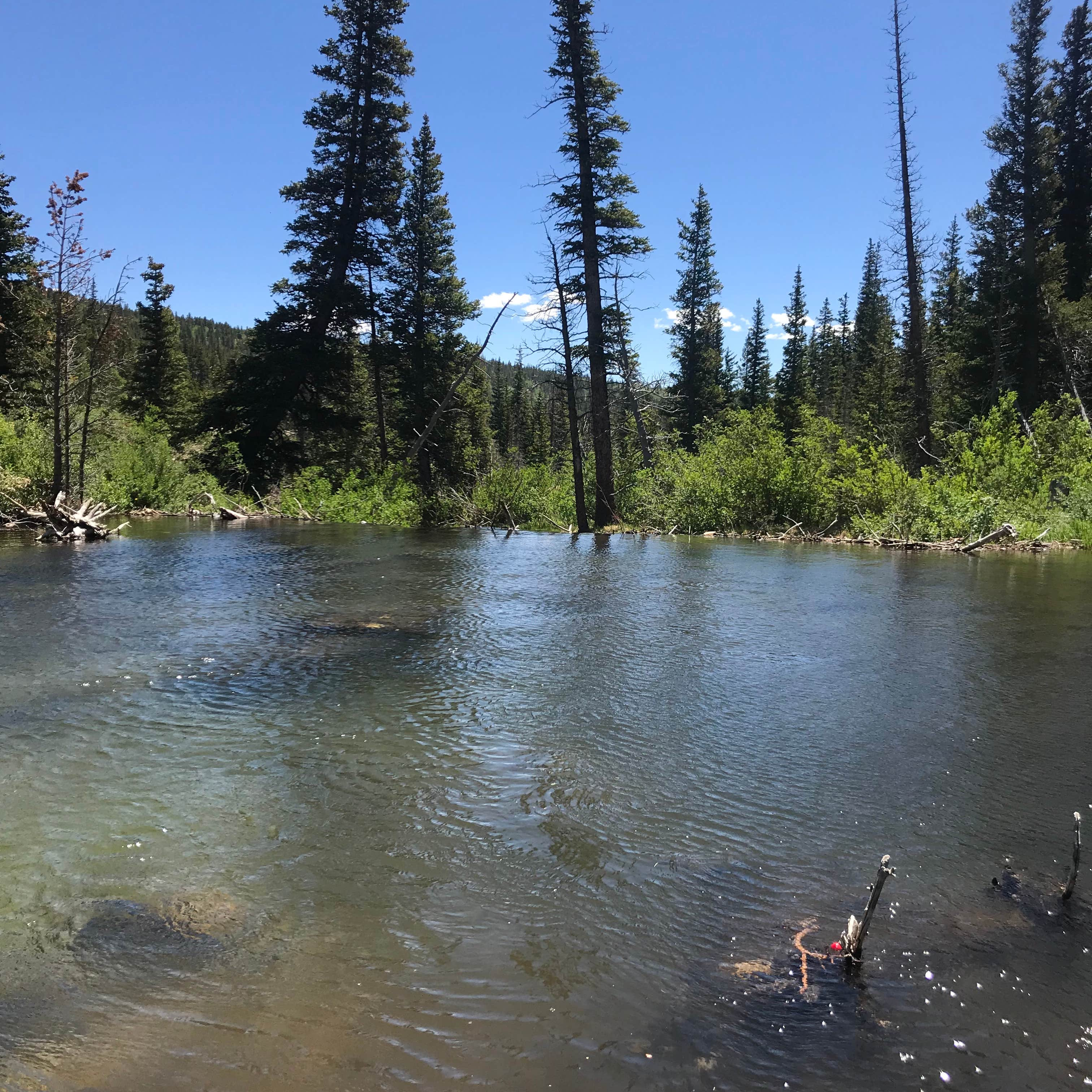 Escape to the Wild: Colorado Horseshoe Campground, Your Gateway to Adventure
