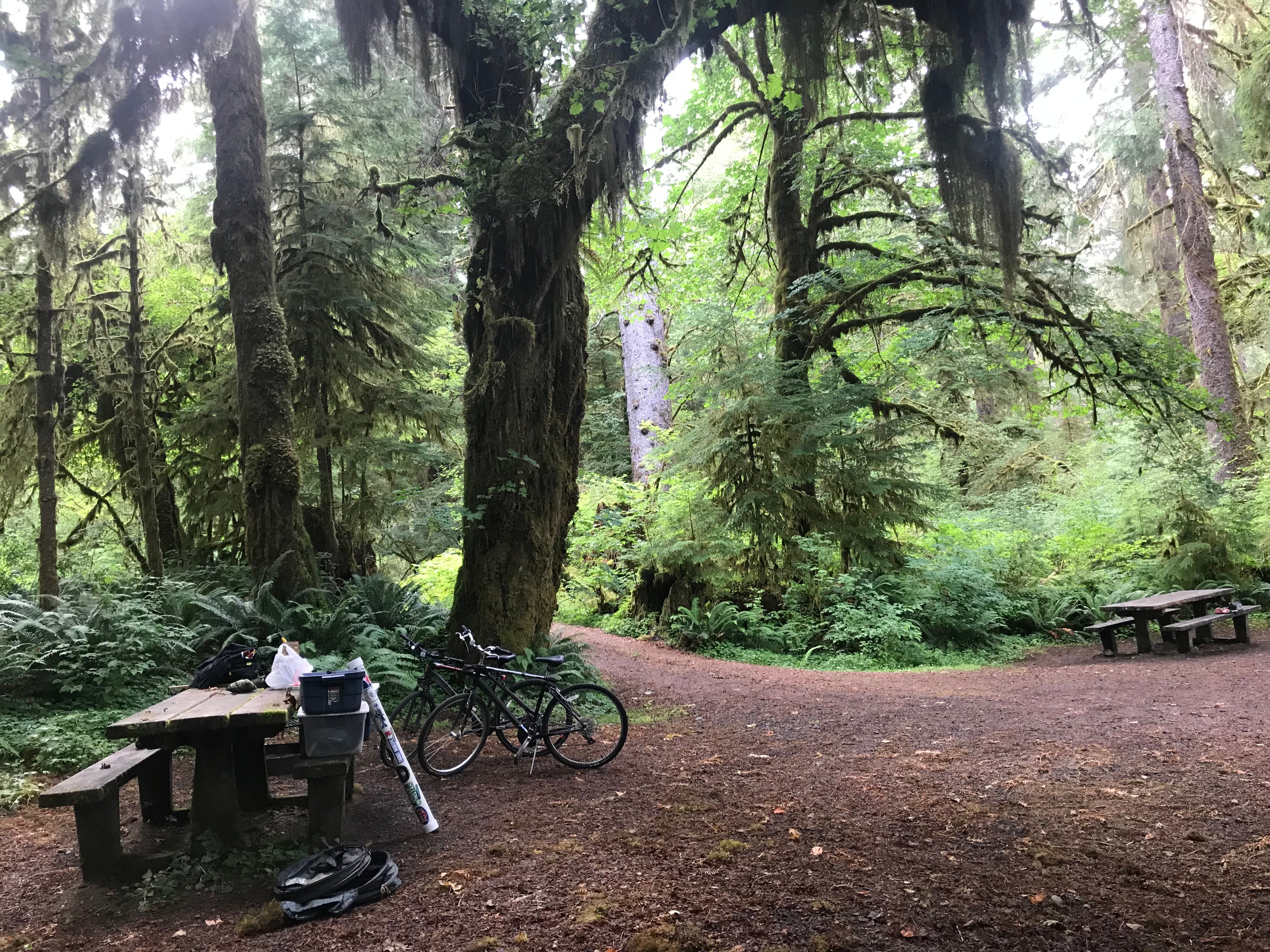 Camper submitted image from Queets Campground — Olympic National Park - 3