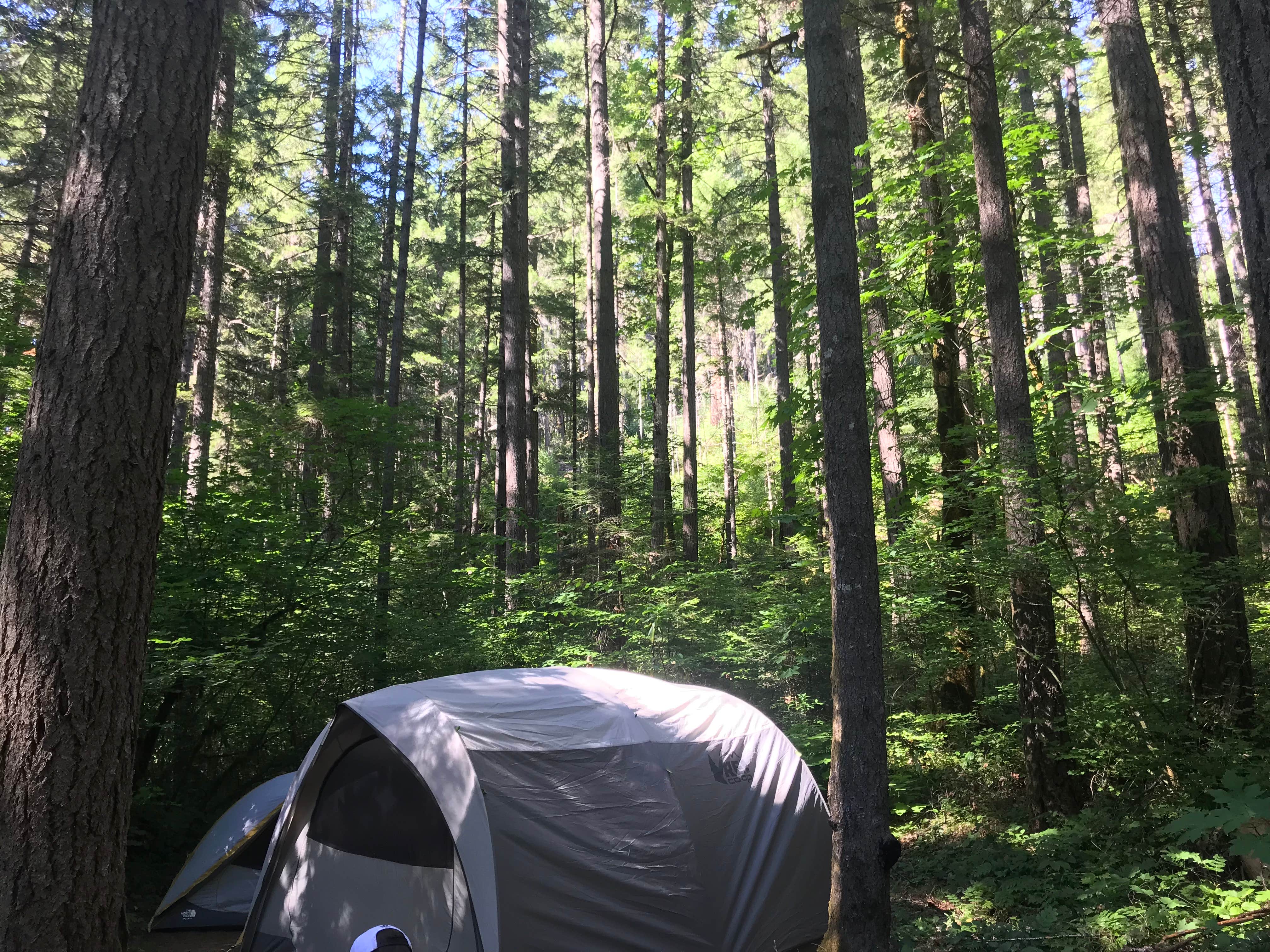 Camper submitted image from Bogus Creek Campground - CLOSED - 4