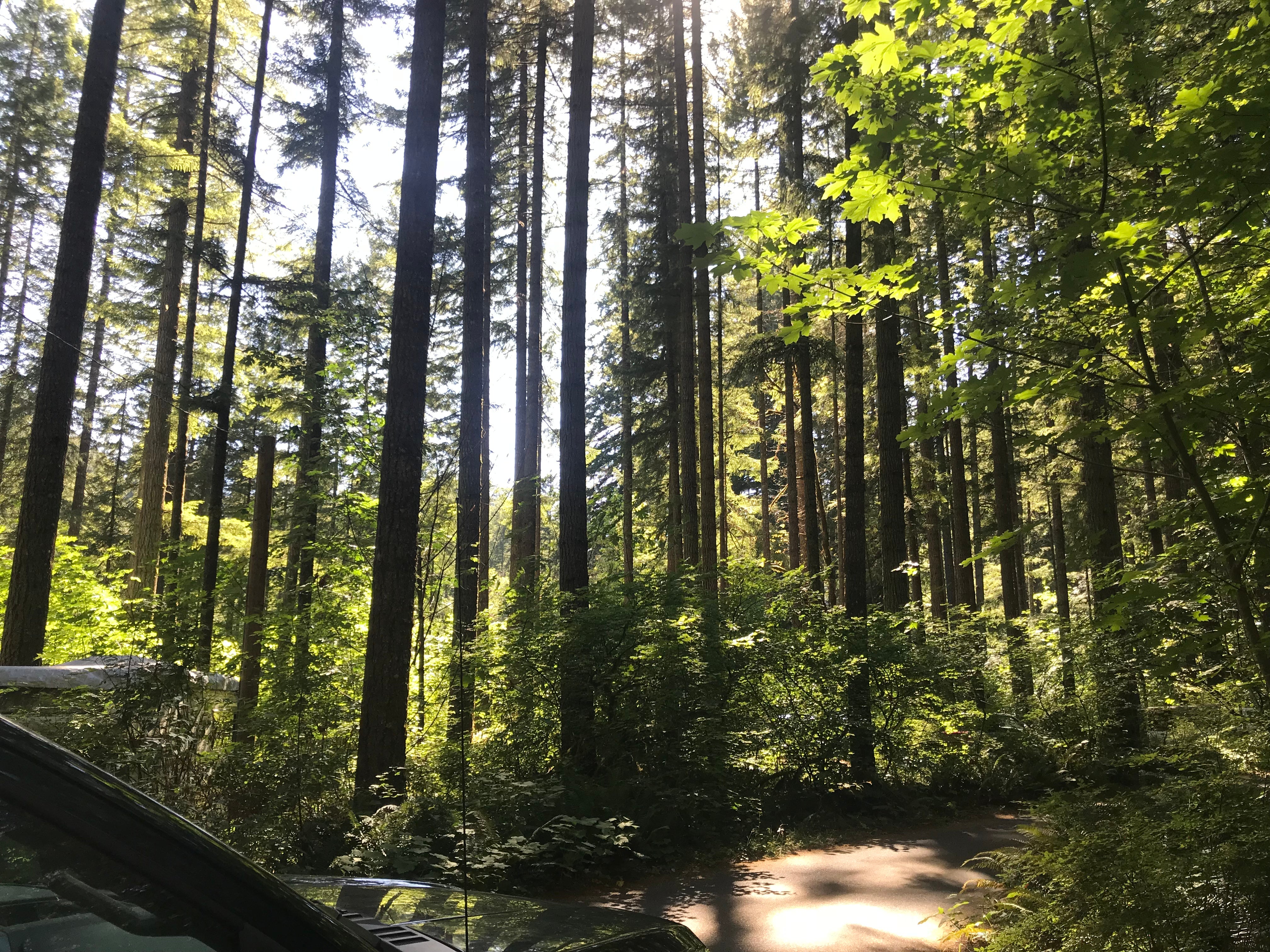 Camper submitted image from Bogus Creek Campground - CLOSED - 2