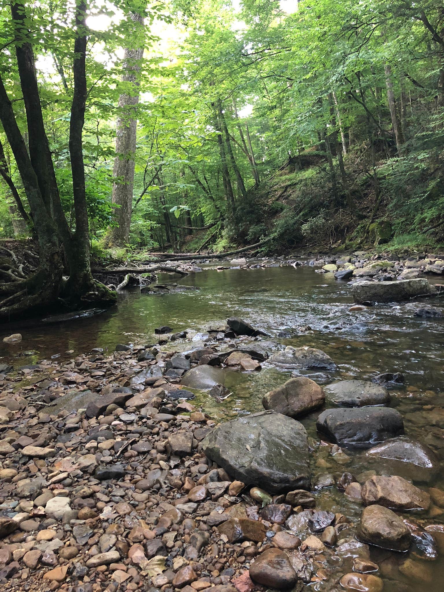 Camper-submitted photo at Holly River State Park Campground near Walkersville, WV