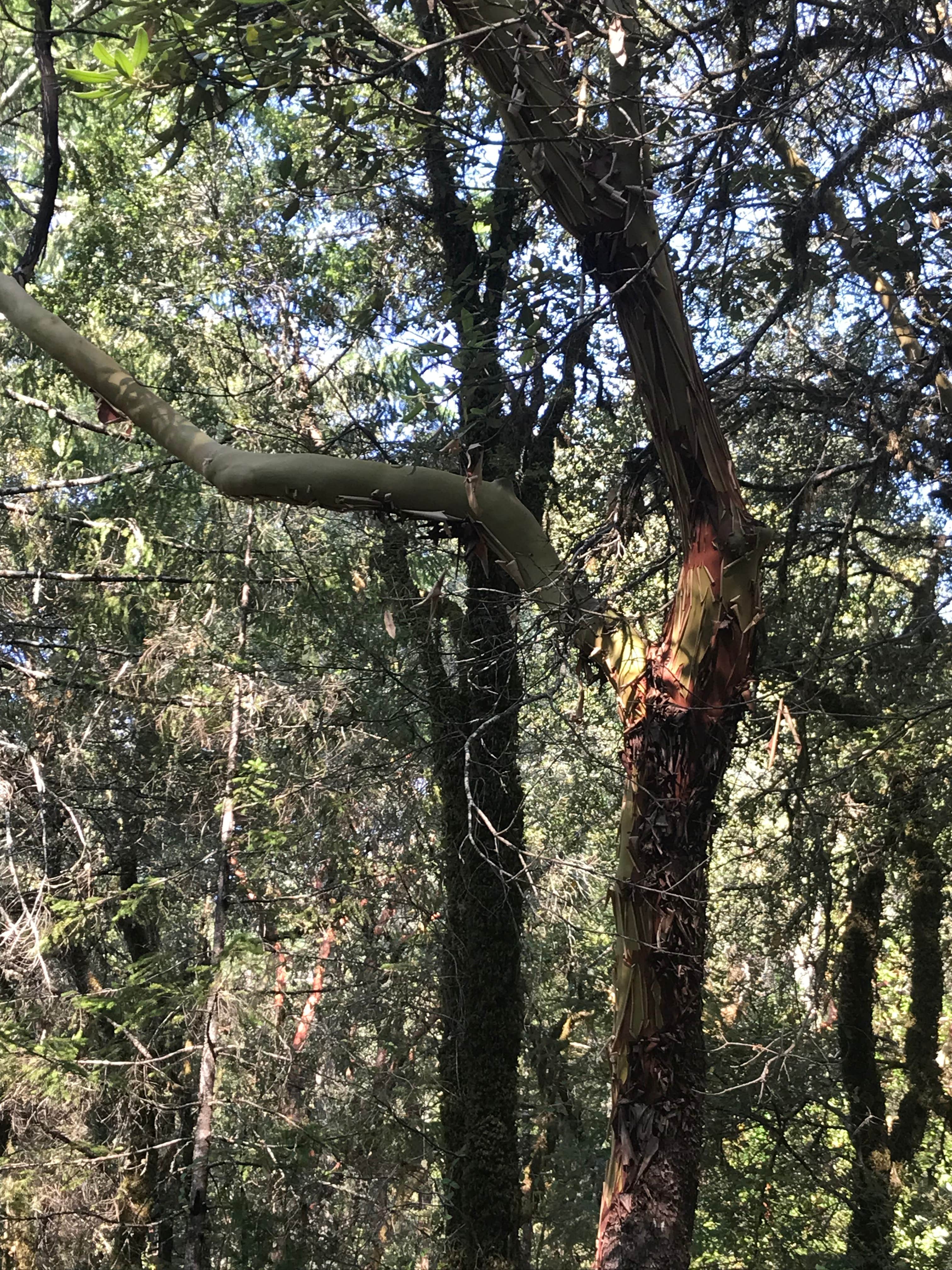 Camper submitted image from Grassy Flat Campground - 2