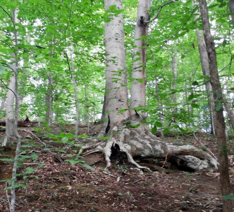 Camper submitted image from Wildcat Hollow Hiking Trail Dispersed - 3