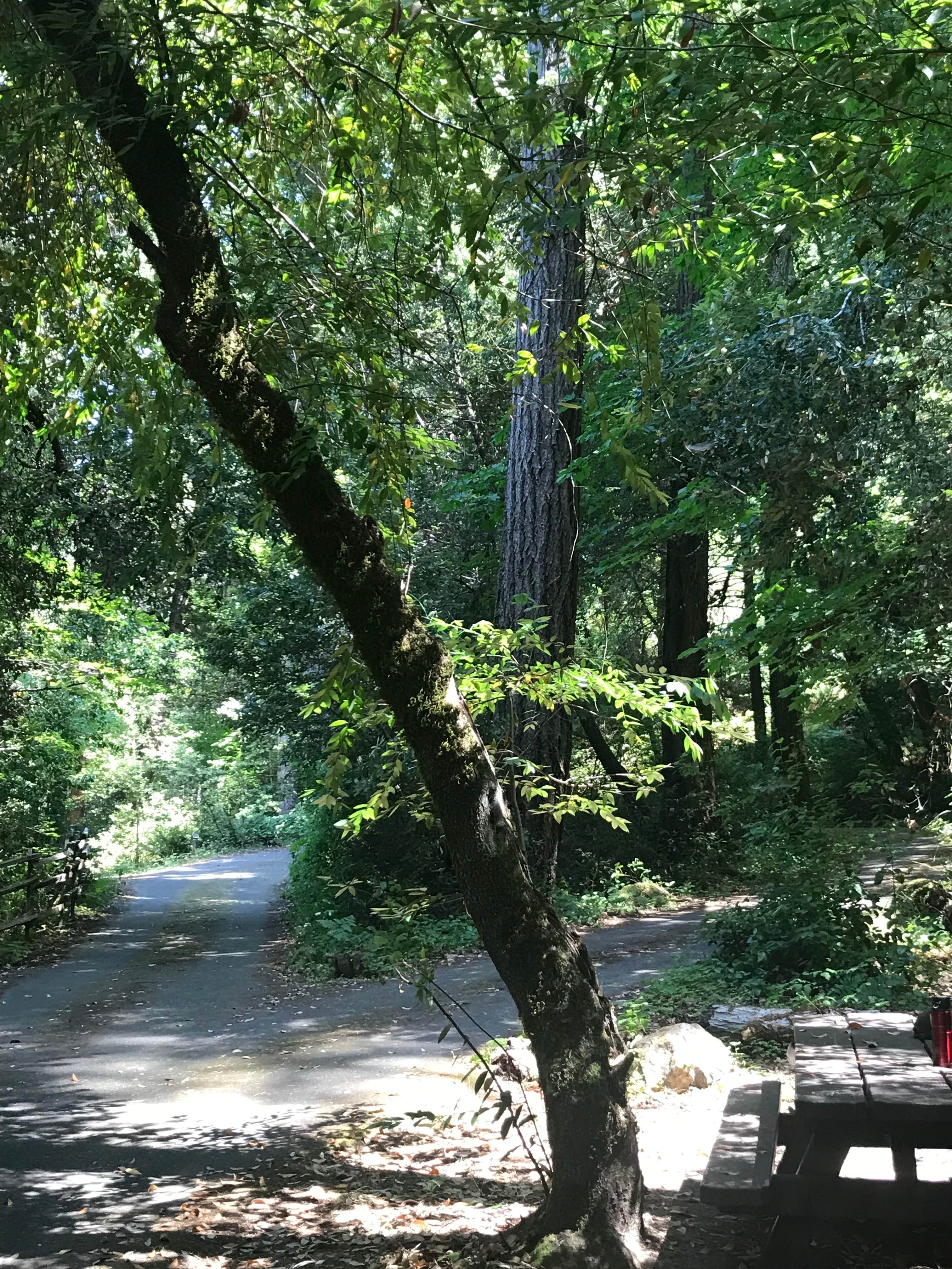 Camper-submitted photo at Pearch Creek Campground near Sawyers Bar, CA