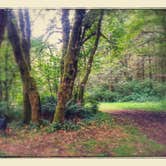 Review photo of Tillamook Forest Dispersed on the Nehalem River by Lana N., August 7, 2018