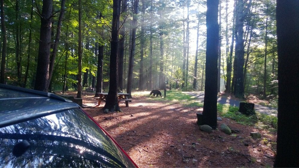 Camper submitted image from Catskill/Kenneth L Wilson Campground - 2