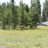 Review photo of Bridge Bay Campground — Yellowstone National Park by Kami A., August 7, 2018