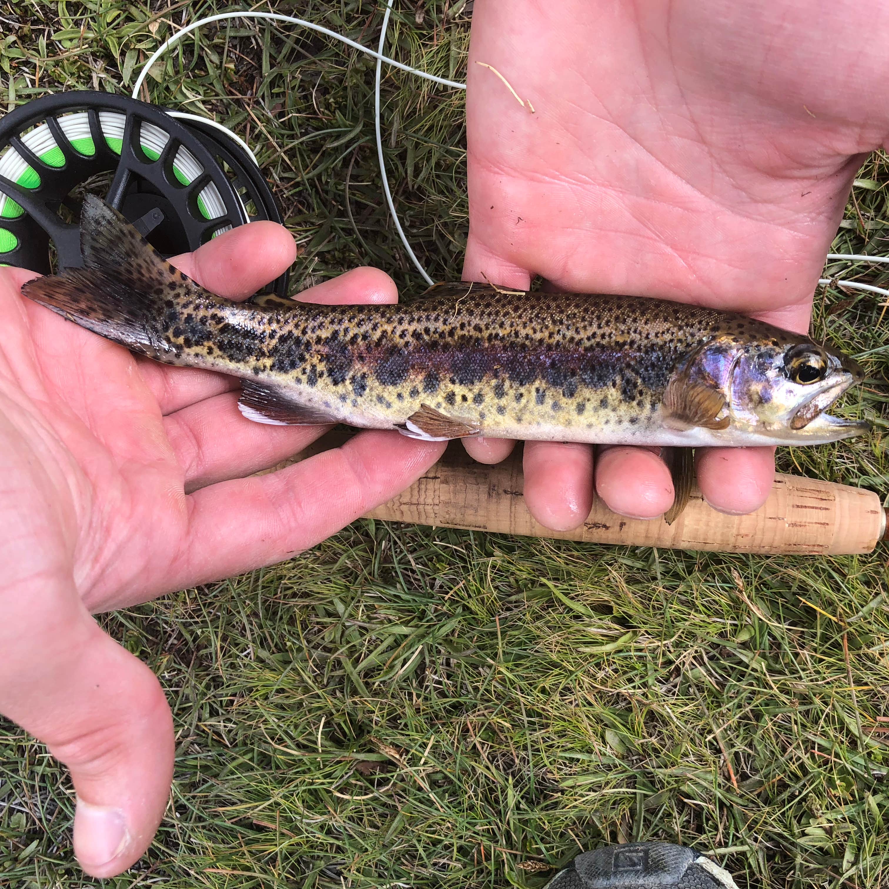 East Fork Campground Inyo National Forest (ca) Camping The Dyrt