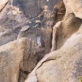 Review photo of Jumbo Rocks Campground — Joshua Tree National Park by Zack R., August 7, 2018