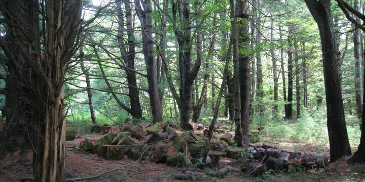 Camper submitted image from Catskill/Kenneth L Wilson Campground