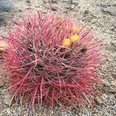 Review photo of Jumbo Rocks Campground — Joshua Tree National Park by Zack R., August 7, 2018