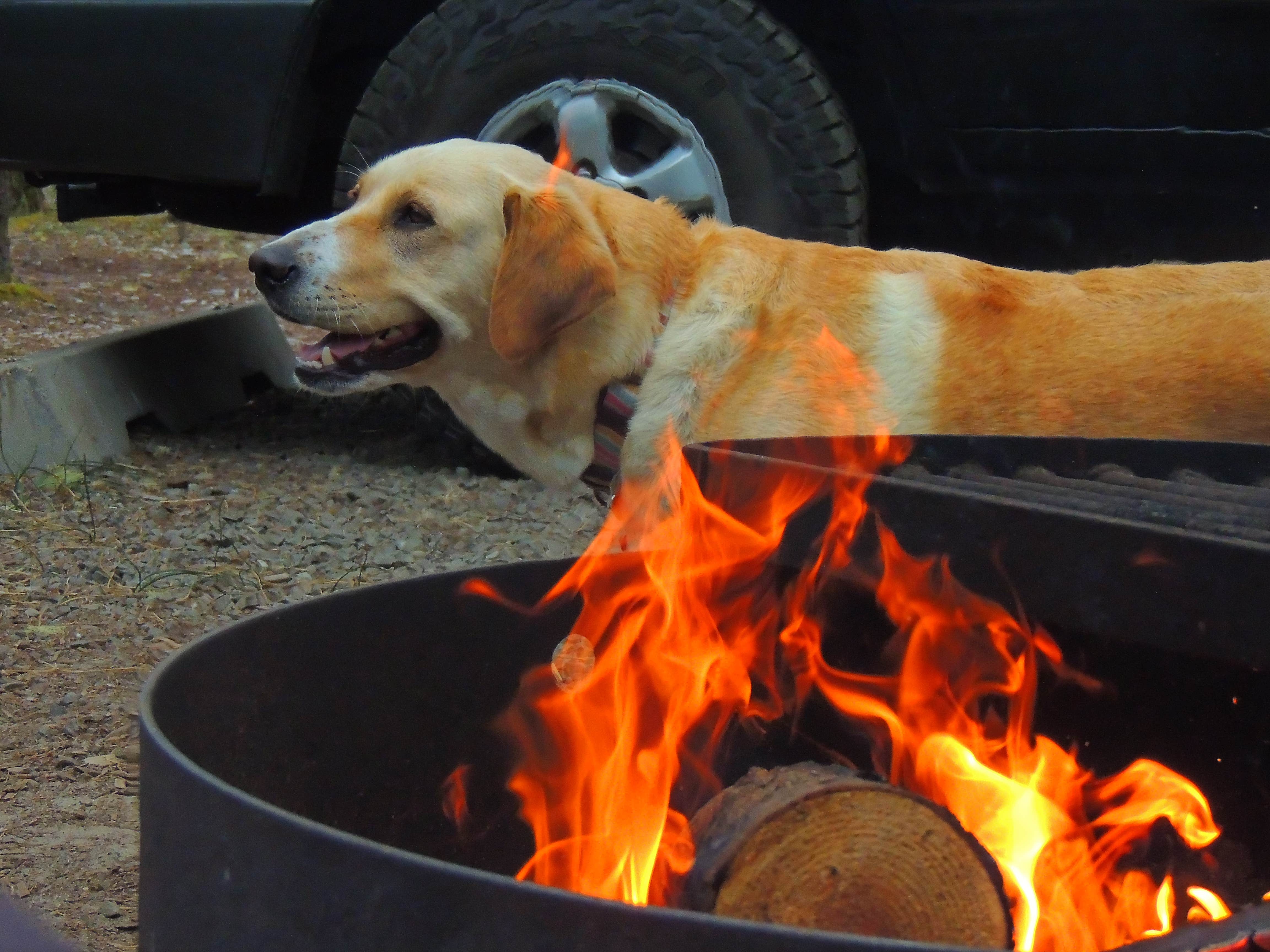 Tj B.'s photo of camping with pets at South Beach State Park Campground near Newport, OR
