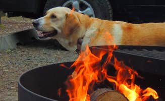 Tj B.'s photo of camping with pets at South Beach State Park Campground near Newport, OR