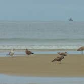 Review photo of South Beach State Park Campground by Tj B., August 8, 2018