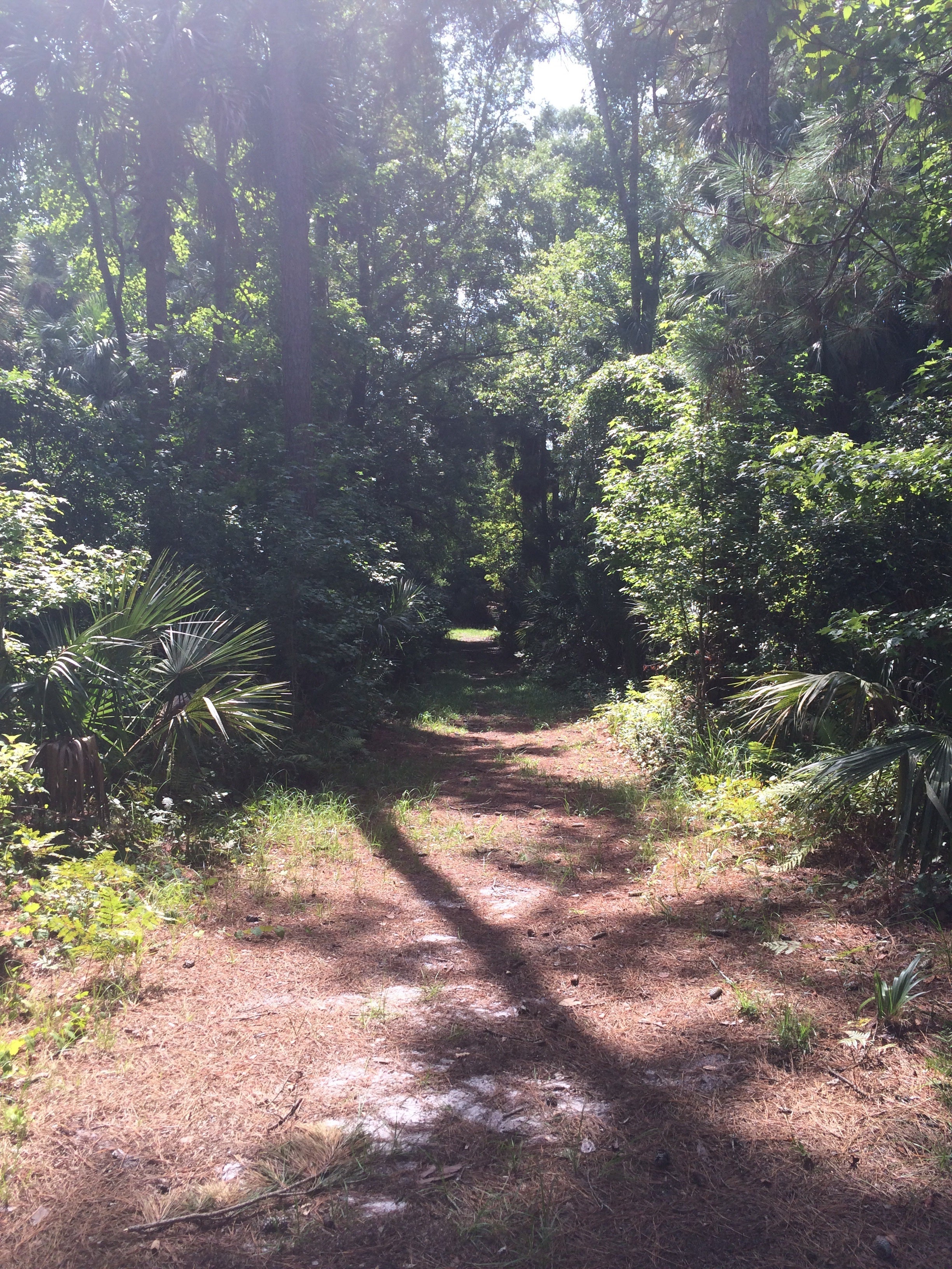 Camper submitted image from Seminole State Forest - Moccasin Camp - 4